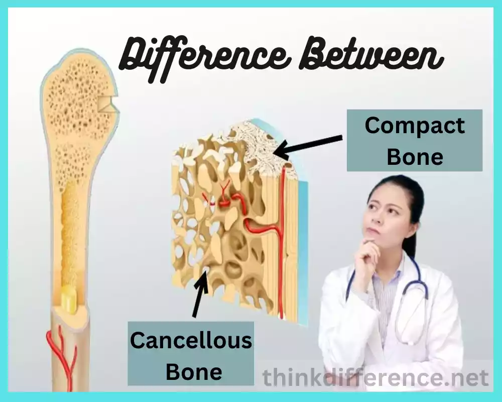 Compact and Cancellous Bone