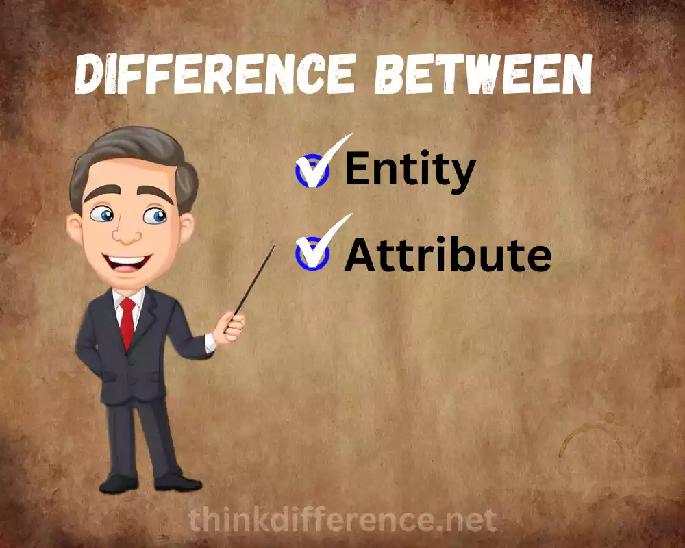 Entity and Attribute