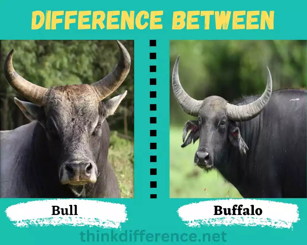 Bull and Buffalo