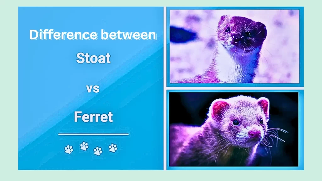 Differences-between-Stoat-and-Ferret.