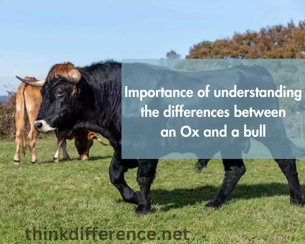 Importance of understanding the differences between an Ox and a bull