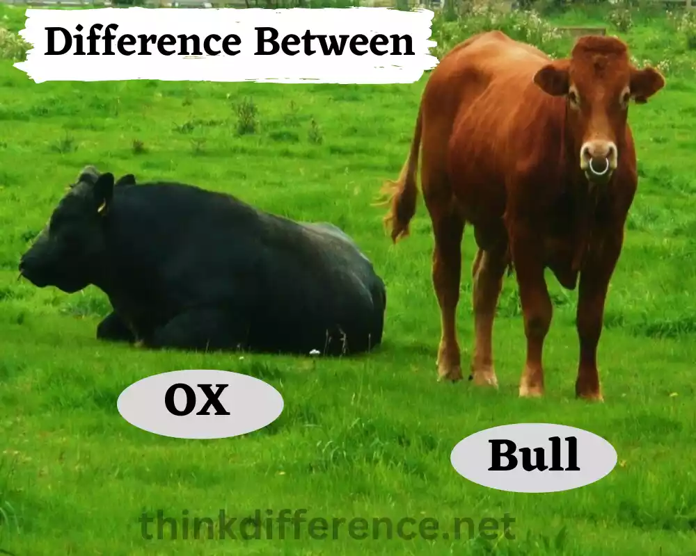 Ox And Bull