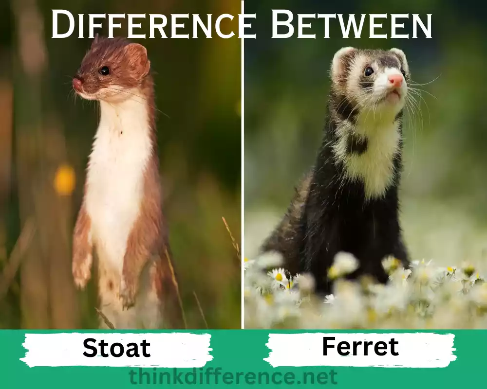 Stoat and Ferret