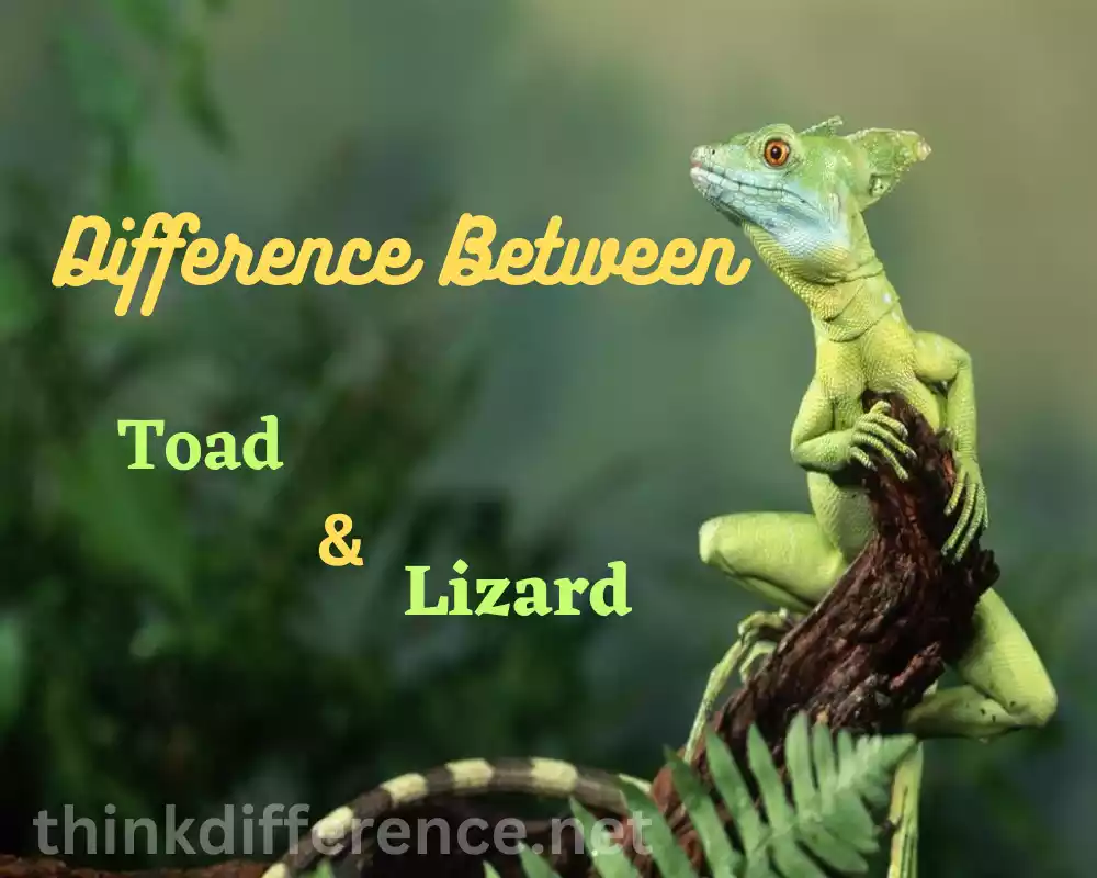 Toad and Lizard