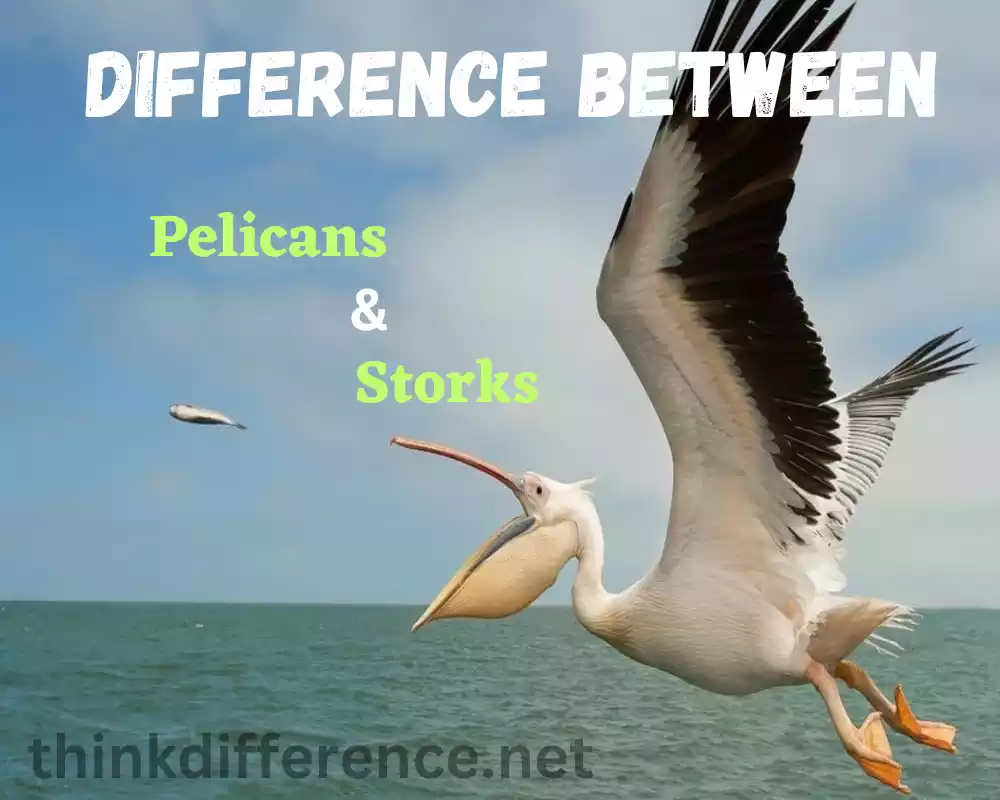 Pelicans and Storks