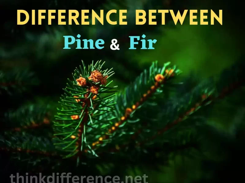 Pine and Fir