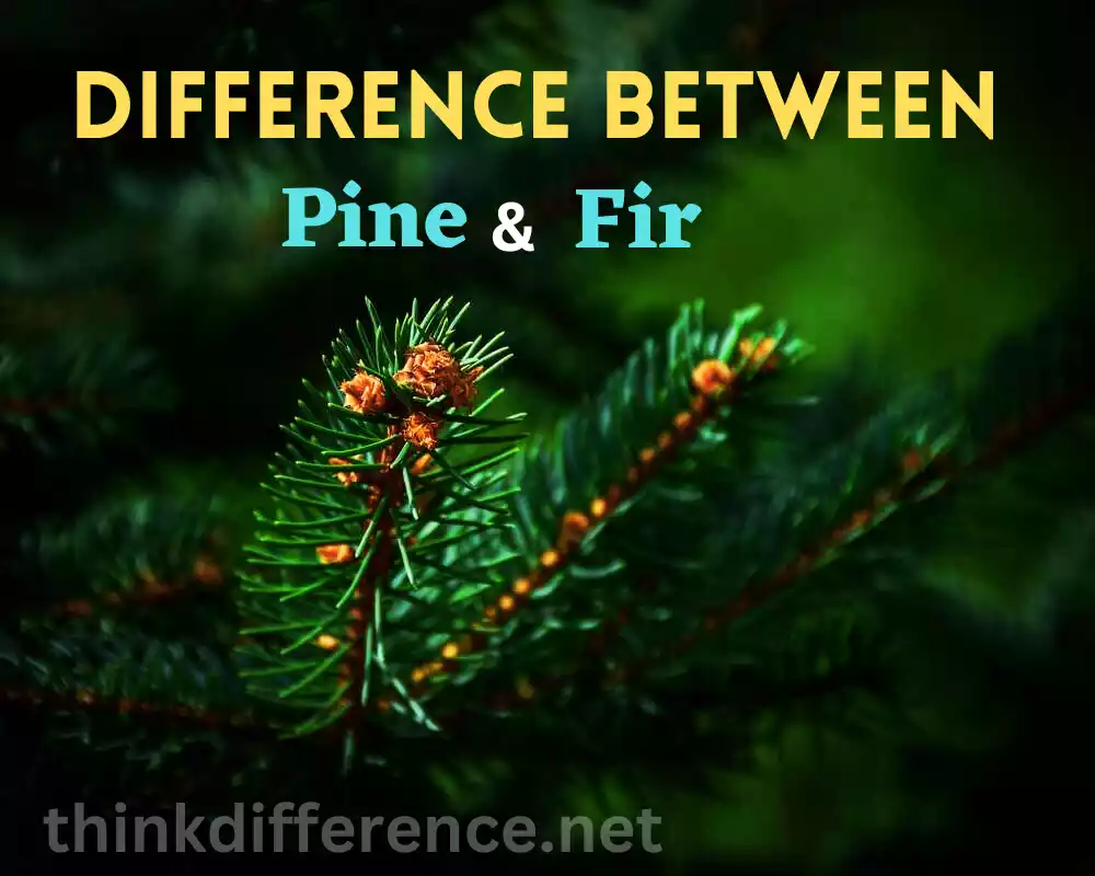 Pine and Fir