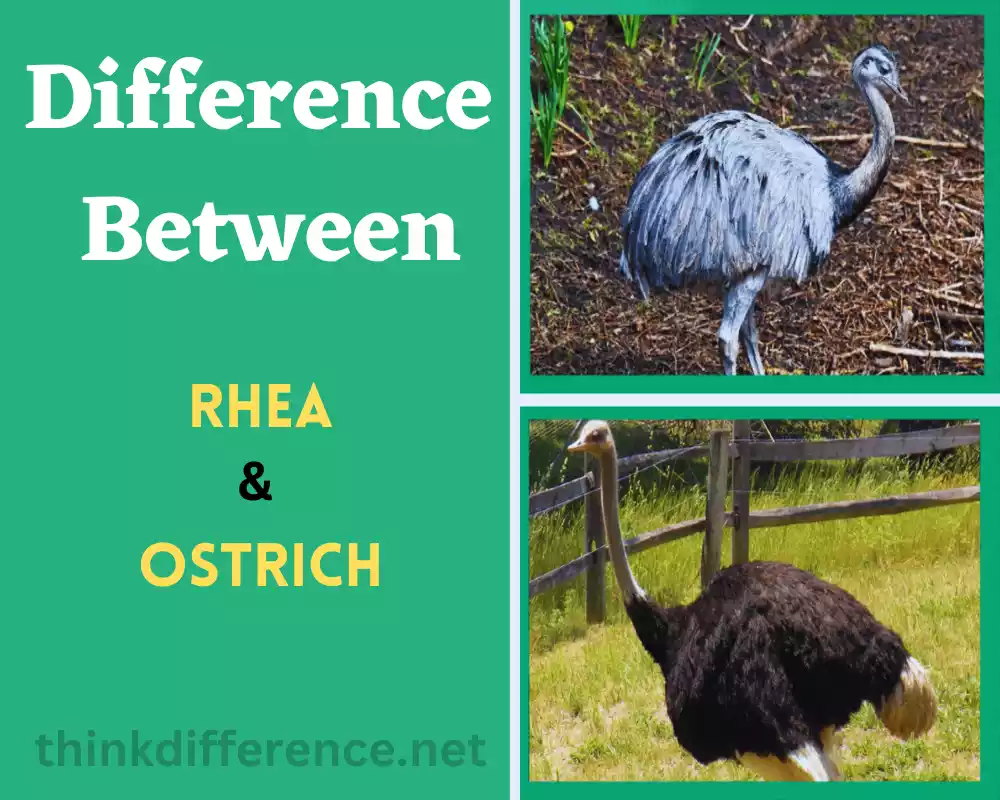 Rhea and Ostrich
