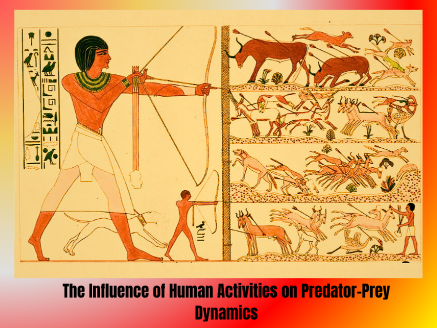 The-Influence-of-Human-Activities-on-Predator-Prey-Dynamics