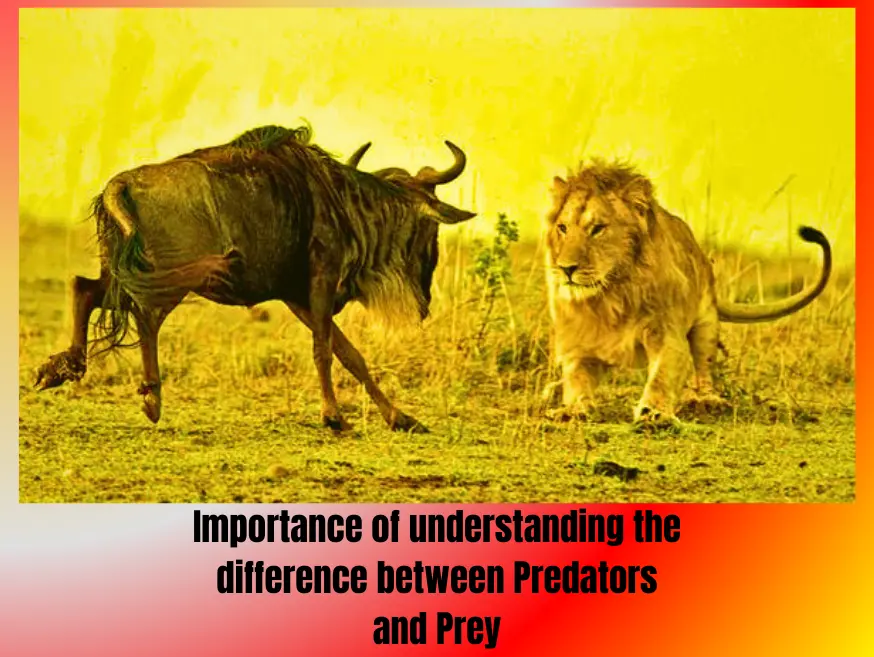 difference-between-predators-and-prey.