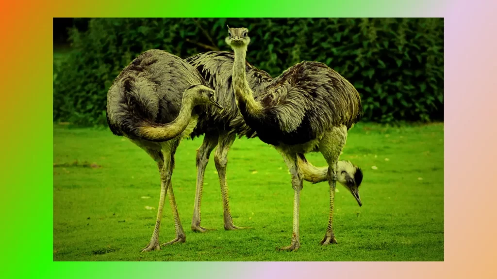 differences-between-Rhea-and-Ostrich