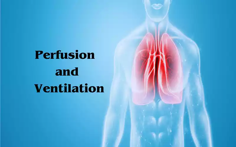 Perfusion and Ventilation