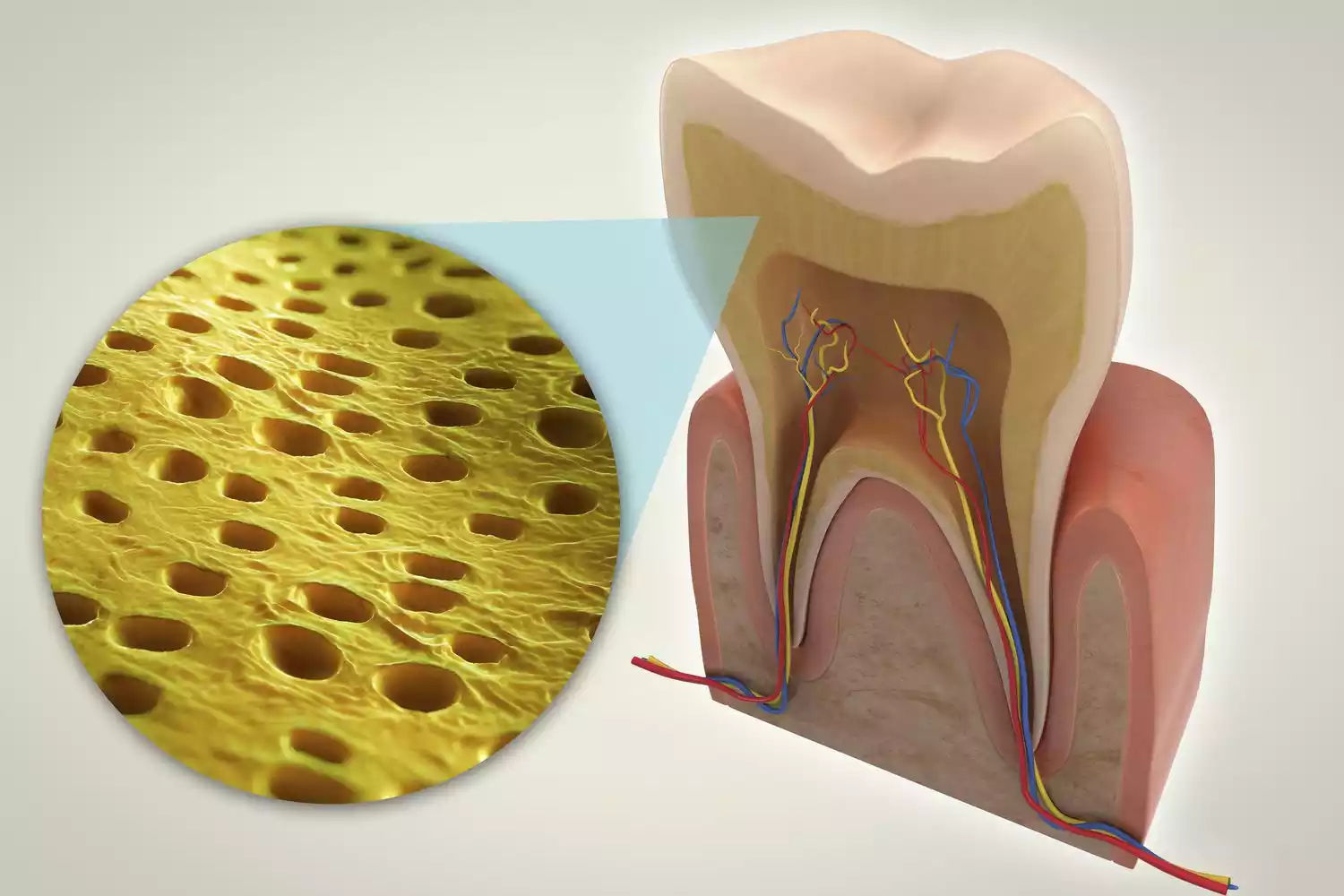 Importance of dentin in dental health