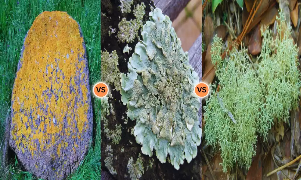 Crustose Foliose and Fruticose Lichens