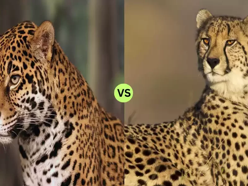 Jaguar and Cheetah
