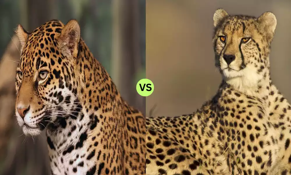 Jaguar and Cheetah