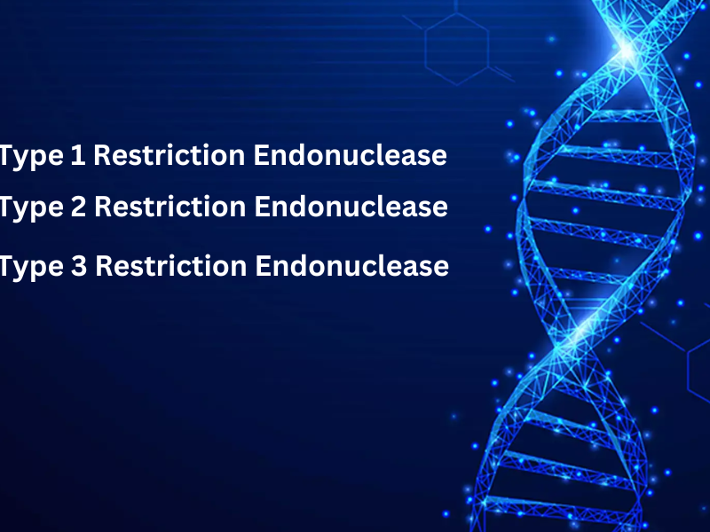 Type 1 2 and 3 Restriction Endonuclease