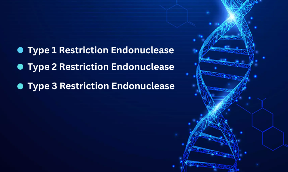 Type 1 2 and 3 Restriction Endonuclease
