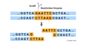 Type 3 Restriction Endonuclease