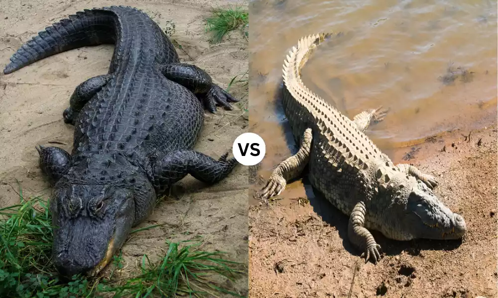 Alligator and Crocodile