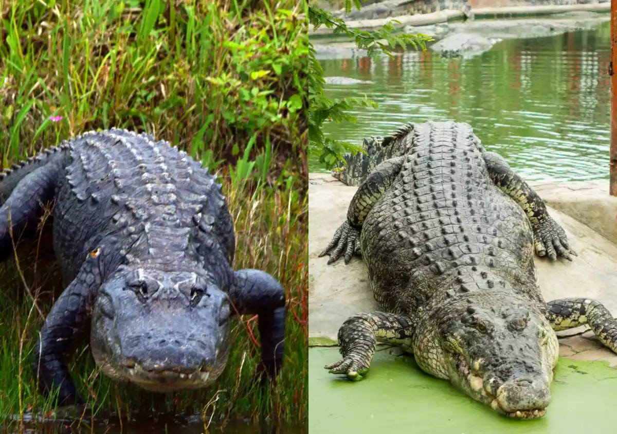 Similarities between Alligator and Crocodile